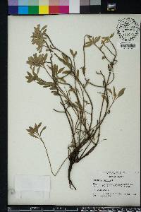 Oenothera humifusa image