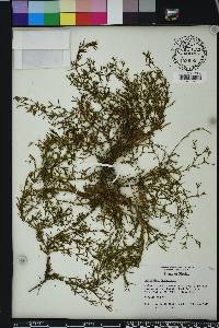 Polypremum procumbens image