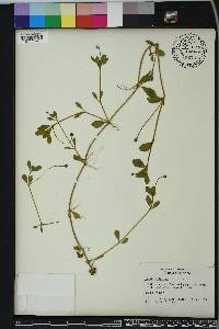 Phyla nodiflora image