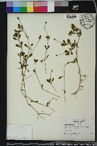 Phyla nodiflora image