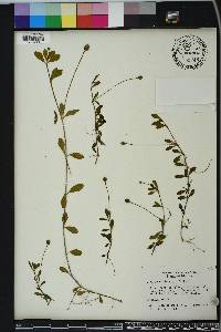 Phyla nodiflora image