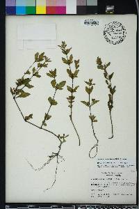 Dyschoriste humistrata image