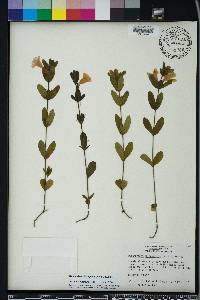 Dyschoriste oblongifolia image