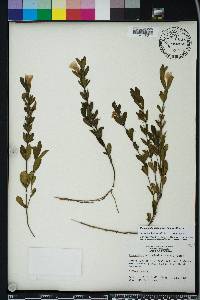 Dyschoriste oblongifolia image