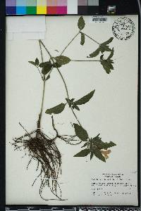 Ruellia caroliniensis image