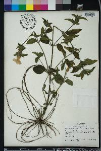 Ruellia caroliniensis image