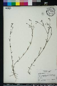 Stenaria nigricans image