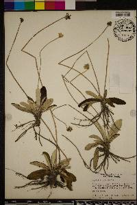 Chaptalia tomentosa image