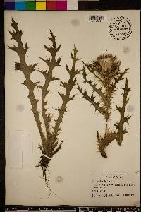 Cirsium horridulum image