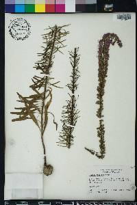 Liatris gracilis image