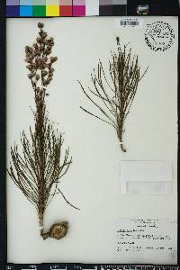 Liatris tenuifolia image