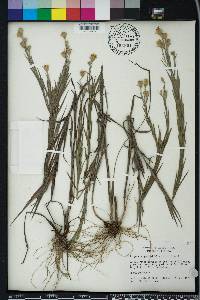 Pityopsis graminifolia image