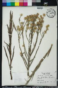 Pityopsis graminifolia image