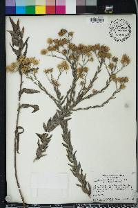 Pityopsis graminifolia image