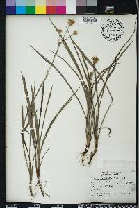 Pityopsis graminifolia image