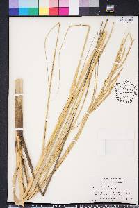 Spartina alterniflora image