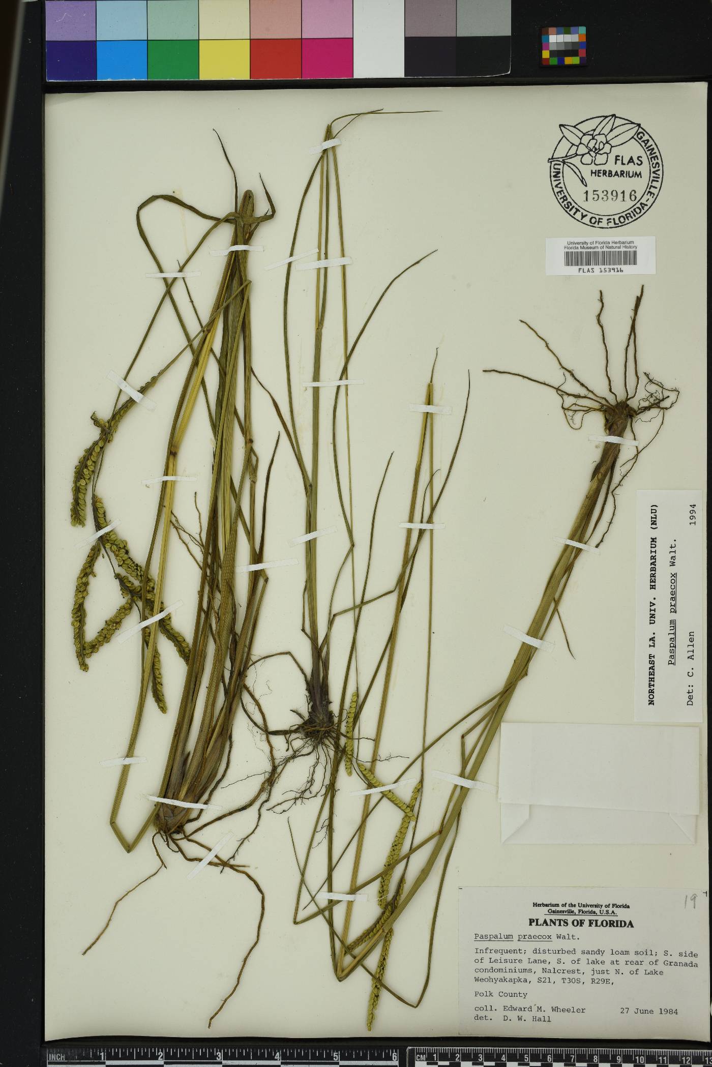 Paspalum praecox image