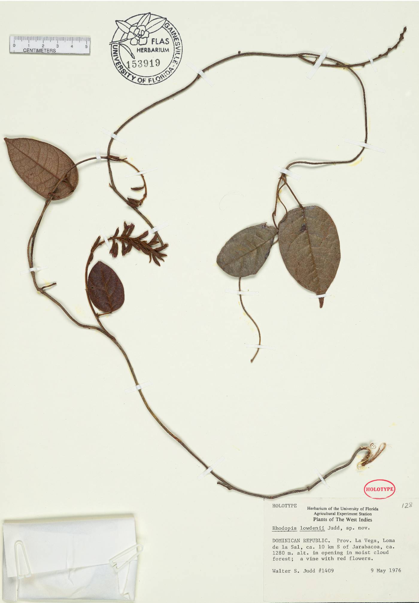 Rhodopis lowdenii image