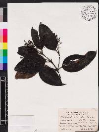 Miconia pyrifolia image