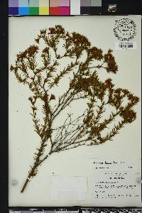 Hypericum fasciculatum image