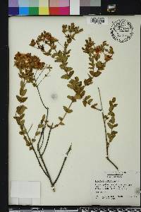 Hypericum myrtifolium image