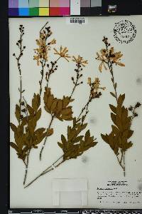 Bejaria racemosa image