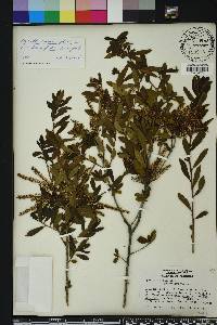 Cyrilla racemiflora image