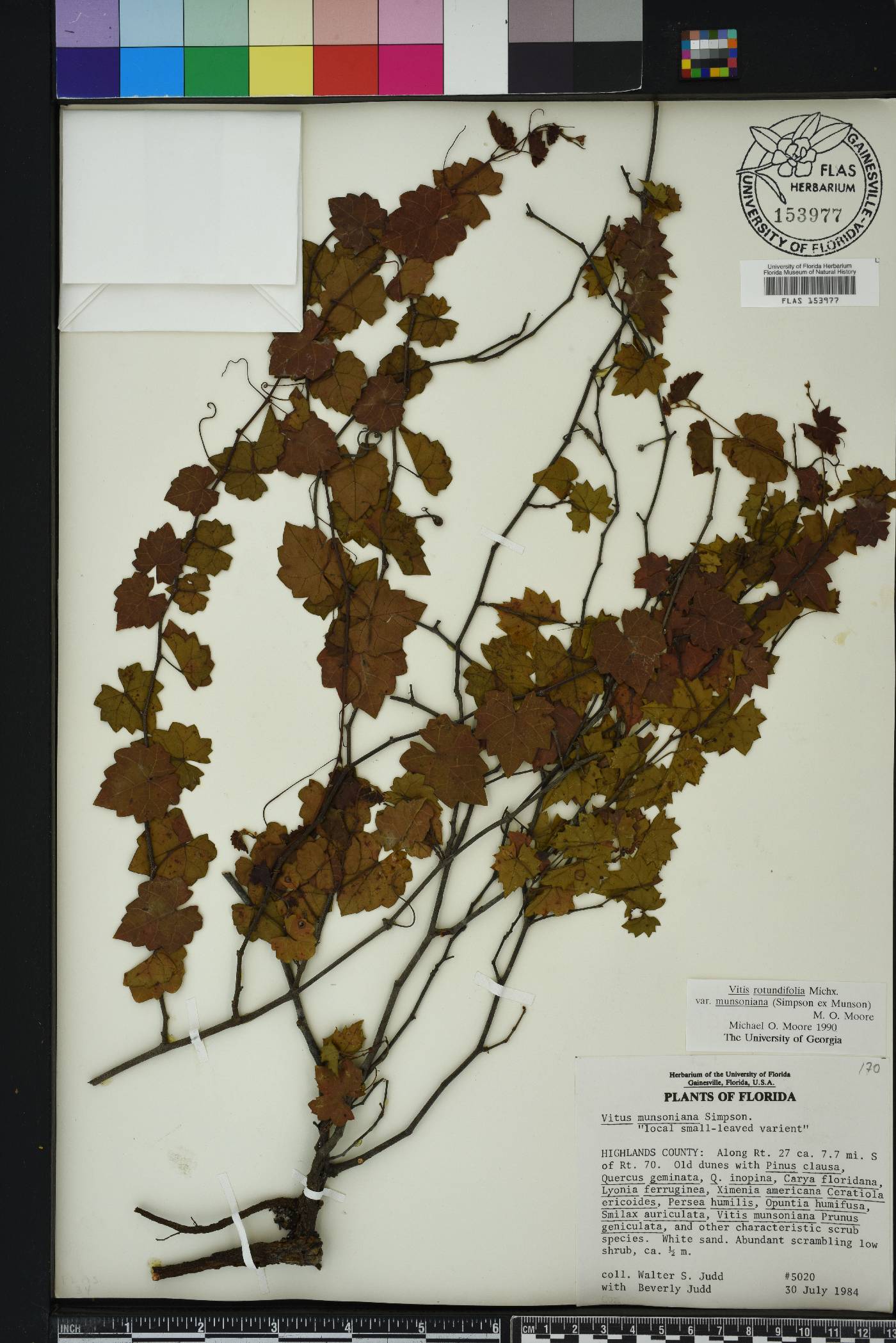 Vitis rotundifolia image