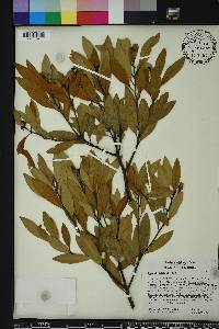 Persea humilis image