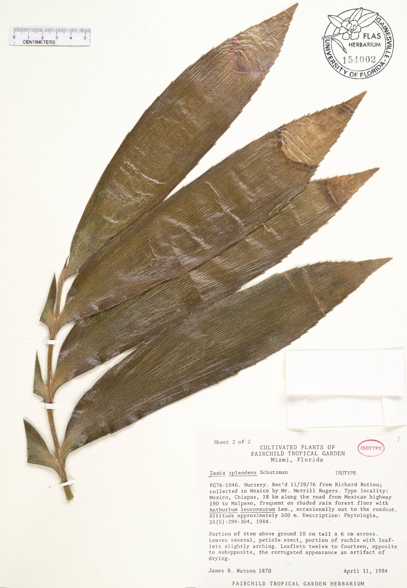 Zamia verschaffeltii image