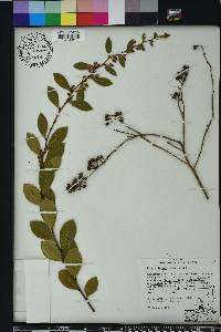 Lyonia lucida image