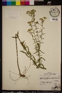 Eupatorium mohrii image