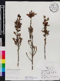 Asimina reticulata image