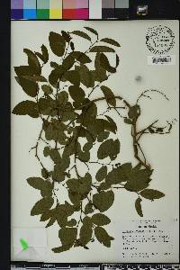 Berchemia scandens image