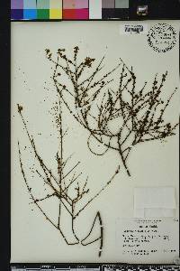 Ceanothus microphyllus image