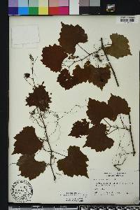 Vitis rotundifolia image