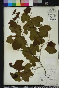 Vitis rotundifolia image