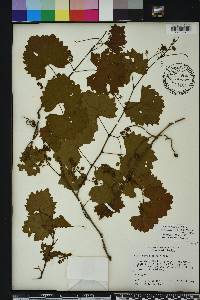 Vitis rotundifolia image