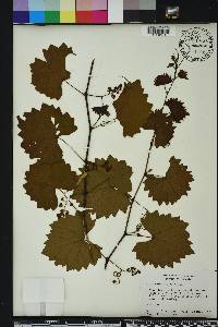 Vitis rotundifolia image