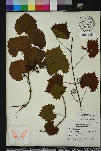 Vitis rotundifolia image