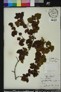 Vitis rotundifolia image