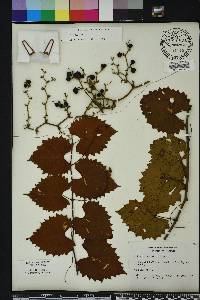 Vitis rotundifolia image