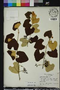 Vitis shuttleworthii image