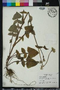 Sonchus oleraceus image