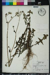 Sonchus oleraceus image