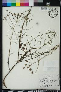 Vernonia angustifolia image