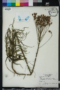 Vernonia angustifolia image