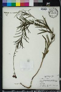 Vernonia angustifolia image