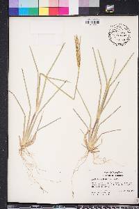 Eustachys petraea image