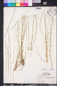 Aristida stricta image